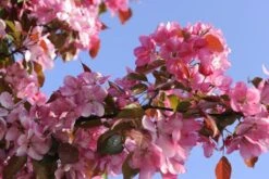 Sierappel Als Leiboom (Malus 'Rudolf') -The Original Winkel malus domestica rudolph02