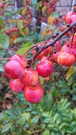 Sierappel (Malus 'Red Sentinel') -The Original Winkel malus red sentinel 3