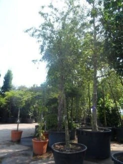 Sierappel (Malus 'Red Sentinel') -The Original Winkel malus red sentinel 25 30ho c500 3