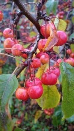 Sierappel (Malus 'Red Sentinel') -The Original Winkel malus red sentinel 2 1 3