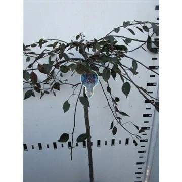 Rode Treursierappel Op Stam (Malus 'Royal Beauty') 8 Rode Treursierappel Op Stam (Malus 'Royal Beauty') - Afbeelding 6