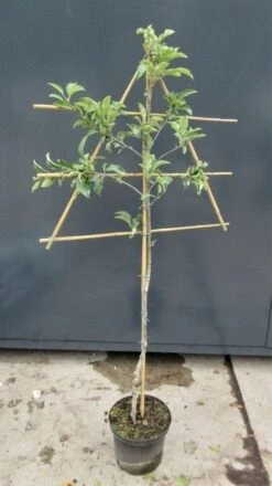 Nieuwkomers -The Original Winkel malusleivorm2 1 33 1