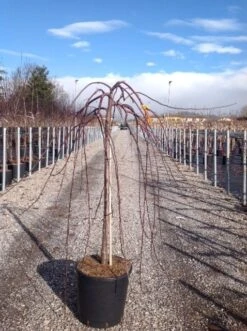 Rode Treursierappel Op Stam (Malus 'Royal Beauty') 11 Rode Treursierappel Op Stam (Malus 'Royal Beauty') -The Original Winkel malusroyalbeauty02 1