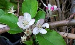Appelboom (Malus Domestica 'Summerred') 7 Appelboom (Malus Domestica 'Summerred') -The Original Winkel malussummerredbloesem01 1