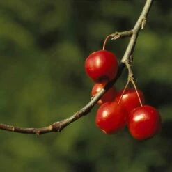 Sierappel (Malus 'Red Sentinel') -The Original Winkel marsenti 17 3