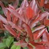 Glansmispel Als Boom (Photinia Fraseri 'Red Robin') -The Original Winkel photinia fraseri red robin01 2 2
