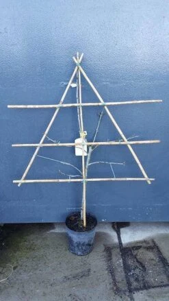 Nieuwkomers -The Original Winkel pruim lei 1 2