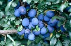 Pruimenboom (Prunus Domestica 'Damson')