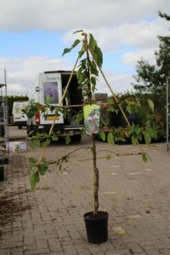 Lei-kers (Prunus Avium 'Hedelfinger Riesenkirsche') 6 Lei-kers (Prunus Avium 'Hedelfinger Riesenkirsche') -The Original Winkel prunus avium hedelfinger riesenkirschen 1