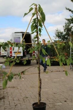 Lei-kers (Prunus Avium 'Hedelfinger Riesenkirsche') 7 Lei-kers (Prunus Avium 'Hedelfinger Riesenkirsche') -The Original Winkel prunus avium hedelfinger riesenkirschen 2 1