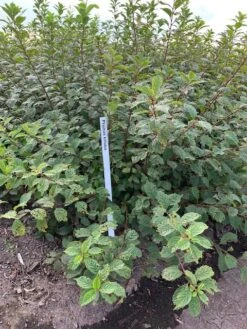 Amandelboompje Als Struik (Prunus Triloba) 7 Amandelboompje Als Struik (Prunus Triloba) -The Original Winkel prunus triloba 1