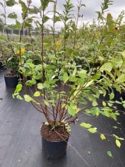 Amandelboompje Als Struik (Prunus Triloba) 6 Amandelboompje Als Struik (Prunus Triloba) -The Original Winkel prunus triloba 1 1