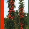 Zuilfruit (Malus Domestica 'Redcats') -The Original Winkel redcats1 2