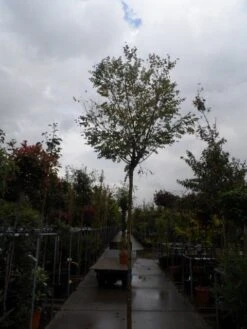 Bolacacia (Robinia Pseudoacacia 'Umbraculifera') -The Original Winkel robinia ps. umbraculifera 1214 1