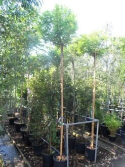 Bolacacia (Robinia Pseudoacacia 'Umbraculifera') -The Original Winkel robinia pseudoacacia umbraculifera 10 12ho cont 1