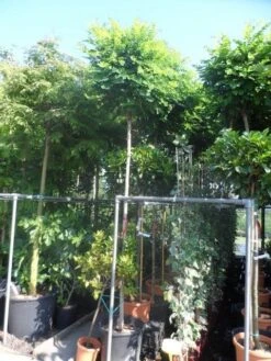 Bolacacia (Robinia Pseudoacacia 'Umbraculifera') -The Original Winkel robinia pseudoacacia umbraculifera 12 14ho cont 1