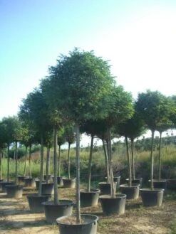 Bolacacia (Robinia Pseudoacacia 'Umbraculifera') -The Original Winkel robinia pseudoacacia umbraculifera 20 25ho c230 1