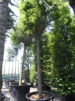 Bolacacia (Robinia Pseudoacacia 'Umbraculifera') -The Original Winkel robinia pseudoacacia umbraculifera 35 40ho c500 1