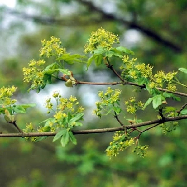 Spaanse Aak Als Dakboom (Acer Campestre) 3 Spaanse Aak Als Dakboom (Acer Campestre)
