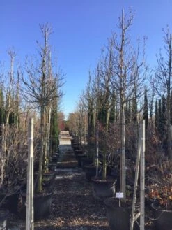 Nieuwkomers -The Original Winkel susanalsboom16 18 2