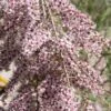 Tamarisk Als Boom (Tamarix Gallica) -The Original Winkel tamarix gallica