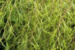 Berk (Betula Pendula 'Karaca')