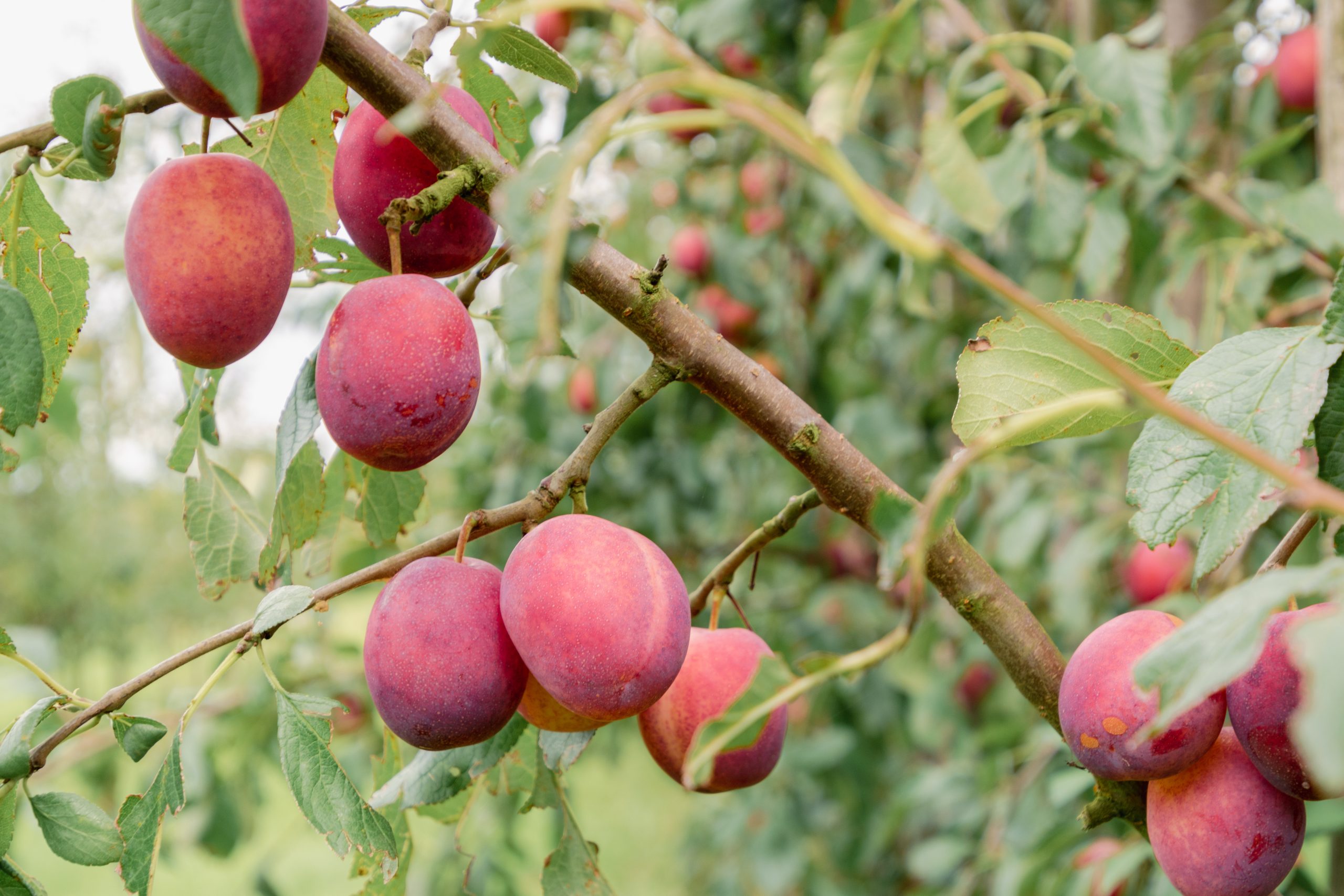 The Original Winkel 2 The Original Winkel -The Original Winkel Oudefruitbomen.nl pruimenboom opal 3 scaled 1